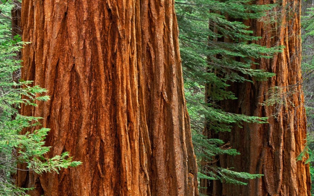 giant sequoia in mariposa grove